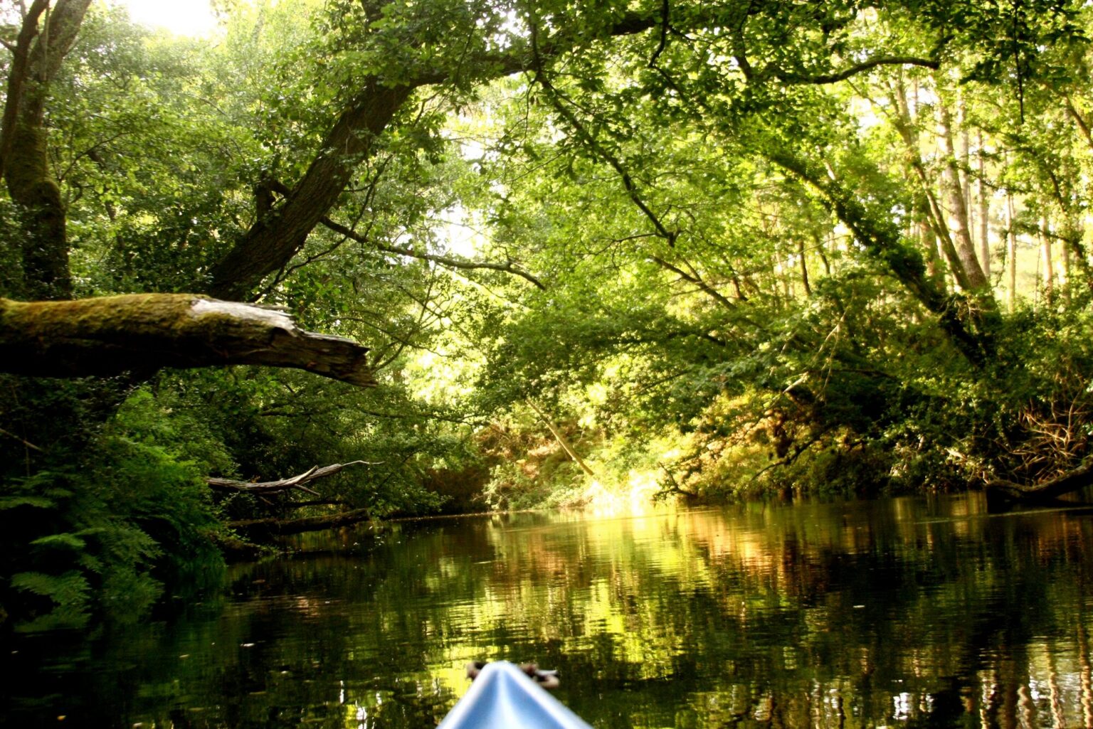 Forêt antique du Courant de Contis